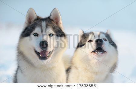 Two dogs of the breed Siberian Husky