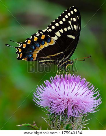 A spicebush swallowtail butterfly on a purple thistle flower in the woods in Florida