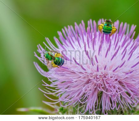 two iridescent green bees on a purple thistle flower with filled corbicula