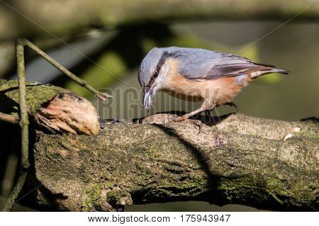 Nuthatch (Sitta europaea) hunting for insects. Colourful woodland bird in the family Sittidae with beak open hunting for insects on bark of tree