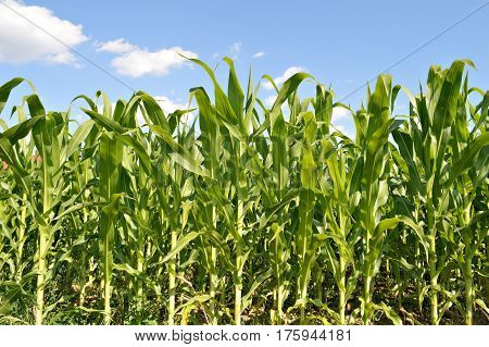 Close up of cornfield in the summer