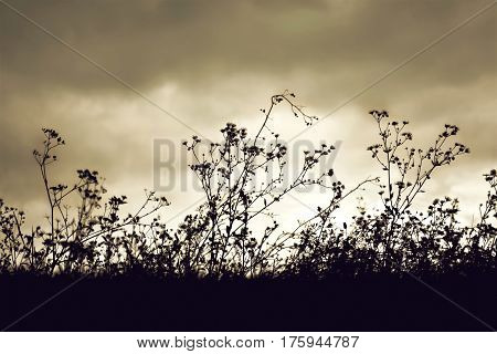 Summer field with wildflowers silhouettes in twighlight