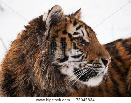 Detail of head of youg siberian tiger in winter - Panthera tigris altaica - endangered in IUNC Red List