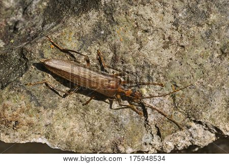 Beetle - Oedemera (Oncomera) femoralis
Rare beetle on rock