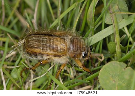 Summer Chafer - Amphimallon solstitialis
Beetle in grass