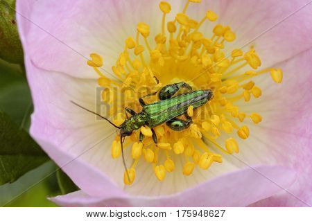 Thick-legged Flower Beetle