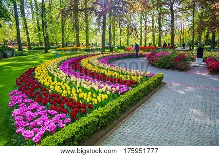 Lisse, Netherlands - May 7, 2016: Keukenhof park, Netherlands. Flower bed of colourful tulips in spring. Colorful tulips in the Keukenhof park, Netherlands. Fresh blooming tulips in the spring garden.