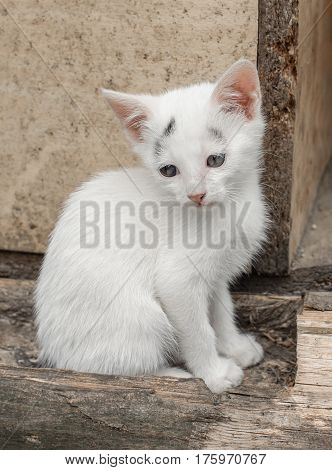 Adoroble Small Kitten Sits In Front Of Her House