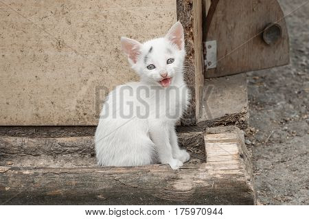 Adoroble Small Kitten Sits In Front Of Her House