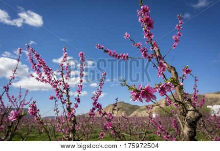 Blossoming peach tree in Aitona, a beautiful taown in CAtalonia, Spain. Flowers sprout with sweetness and show the way of the natural process that will end with the fruits in the tree. During the spring the landscape is transformed and the fields flowered