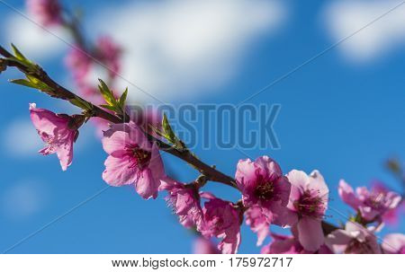Blossoming peach tree in Aitona, a beautiful taown in CAtalonia, Spain. Flowers sprout with sweetness and show the way of the natural process that will end with the fruits in the tree. During the spring the landscape is transformed and the fields flowered