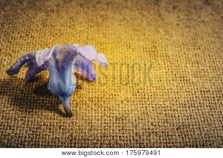 Still Life Jacinth