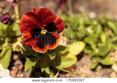 Colorful Pansy Flower