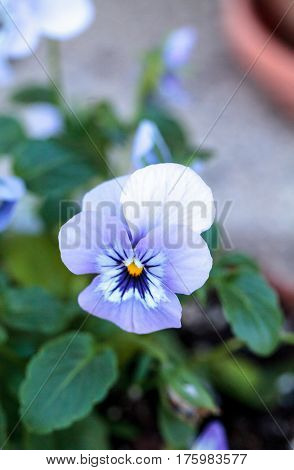 Colorful Pansy Flower