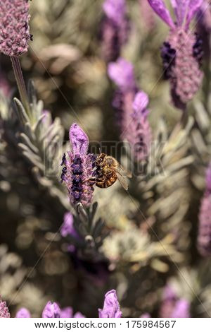 Honeybee, Apis Mellifera