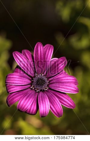 Macro Of African Daisy Osteospermum Ecklonis