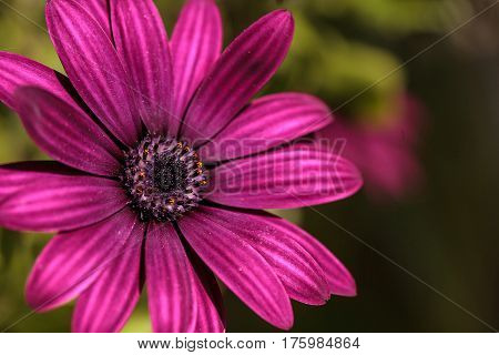 Macro Of African Daisy Osteospermum Ecklonis