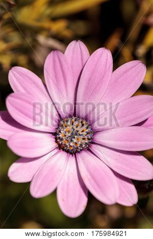 Macro Of African Daisy Osteospermum Ecklonis