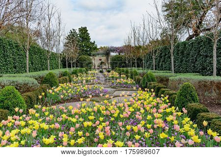 Stone pathway lined with yellow pink and peach tulips purple violas framed with green shurbs and trees.