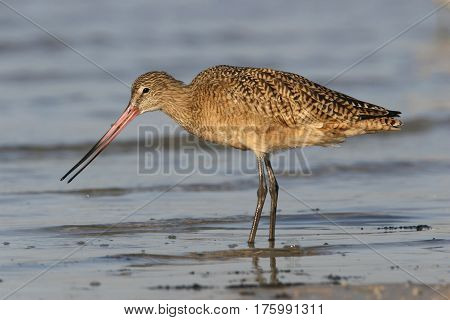 A Marbled Godwit, Limosa fedoa feeding in the shallow water in a Florida bay