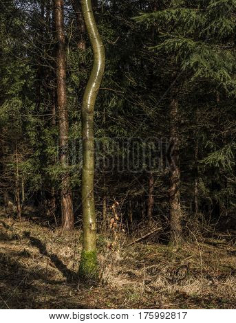 Spring in Ceske Stredohori mountains in nice needles forest