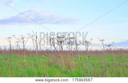 Summer landscape with dry cow parsnip at evening.