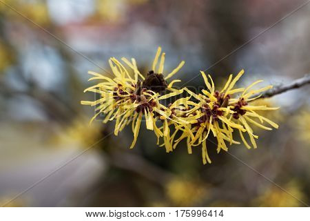 Flower of a Chinese witch hazel (Hamamelis mollis)