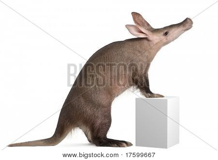 Aardvark, Orycteropus, 16 years old, standing on box in front of white background