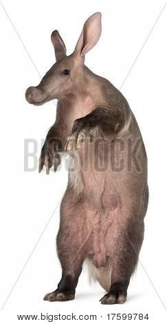 Aardvark, Orycteropus, 16 years old, standing in front of white background