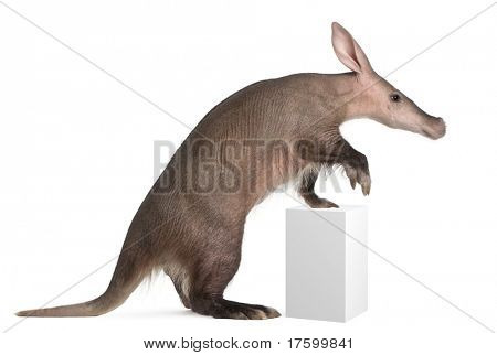 Aardvark, Orycteropus, 16 years old, standing on box in front of white background