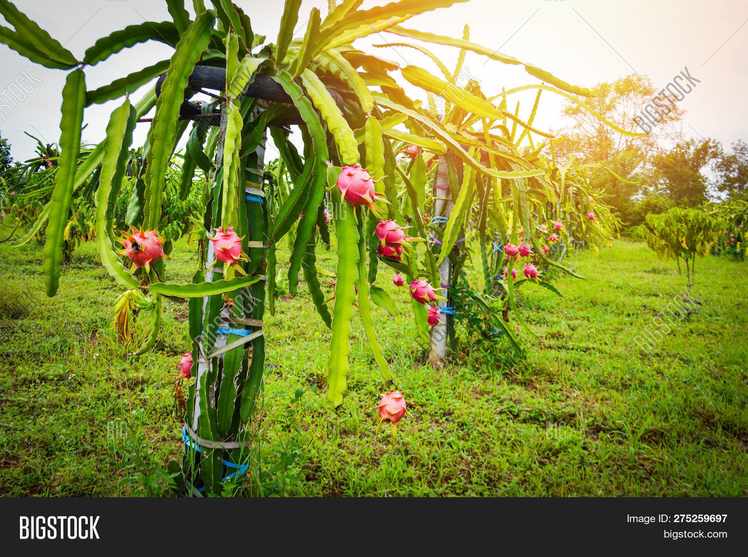 Dragon Fruit Tree Image & Photo (Free Trial) Bigstock