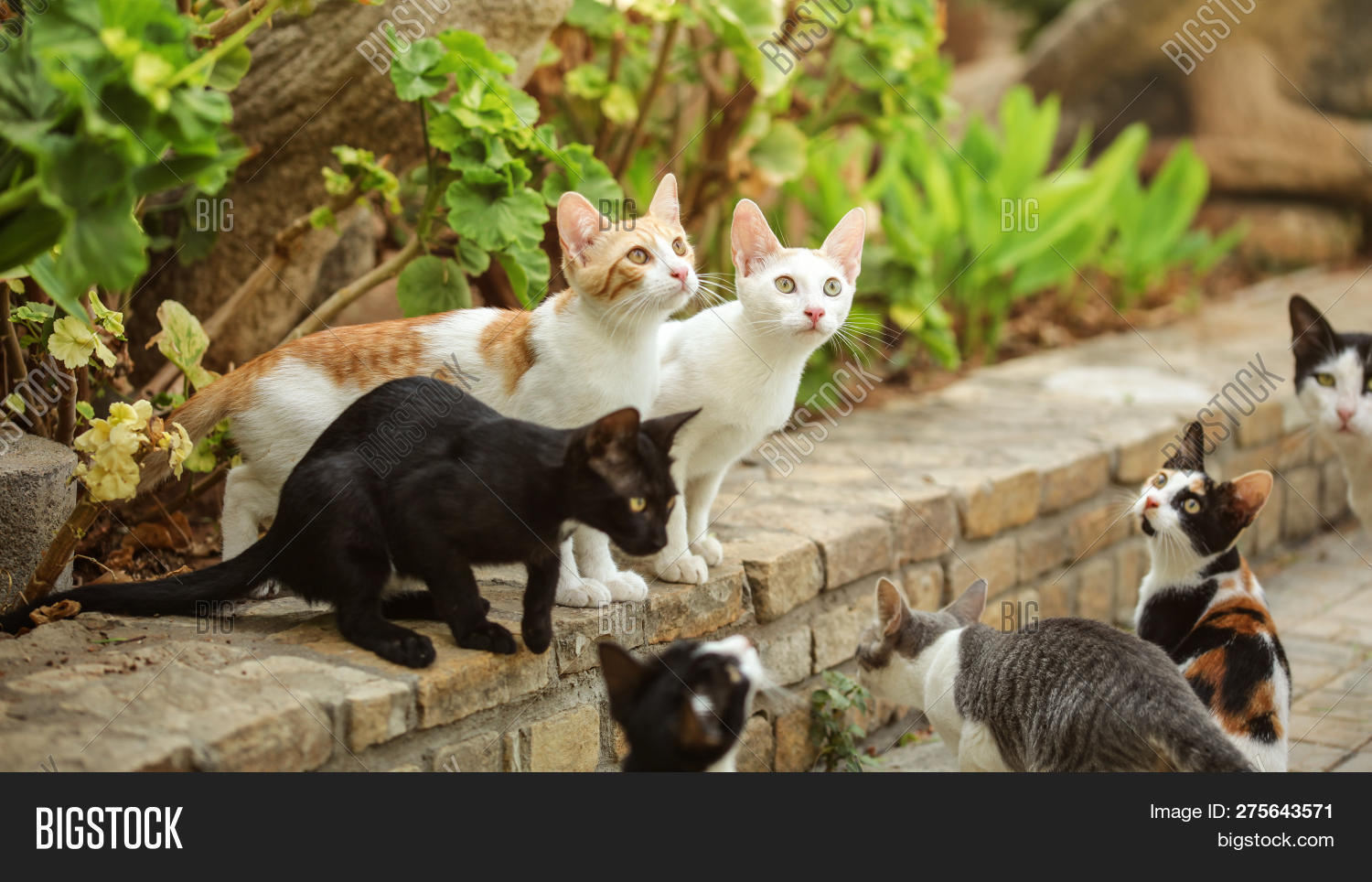 Group Stray Cats Image & Photo (Free Trial) Bigstock