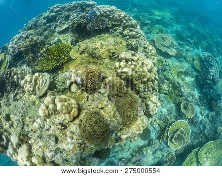 Under Water Of Natural Sea Coral In Tropical Island