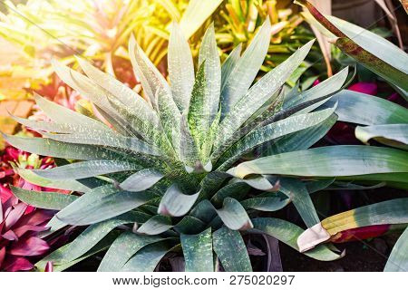 green leaves large bromeliad garden colorful of striped bromeliad flower blooming in nursery farm plant green house background / Aechmea fasciata bromeliad