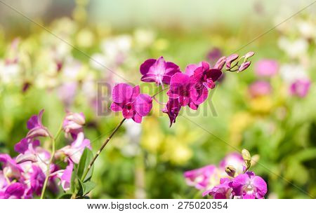 Tropical plant purple orchid flower garden / Green house nursery farm orchid white purple flower blooming in the garden beautiful green plant background in spring bright day