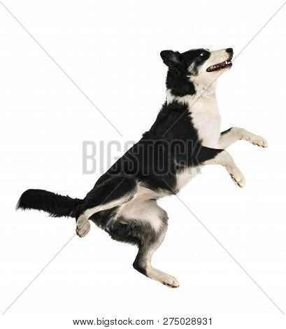Yakutian Laika In Front Of White Background
