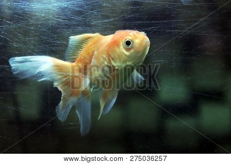 Goldfish In The Scratches Mirror Surface Of Fish Tank Dirty (concept Is Scratches Of Fish Tank Dirty