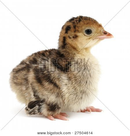 poulet isolé sur fond blanc