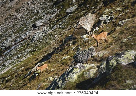 Young Female Alpine Capra Ibex With A Cub Looking At The Camera And Standing On The High Rocks Stone