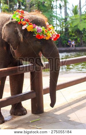 Baby Elephant Wearing Flower Wreath And Sniling In Zoo