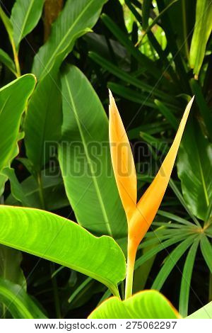 Beautiful Yellow Heliconia With Leaves On The Side Way