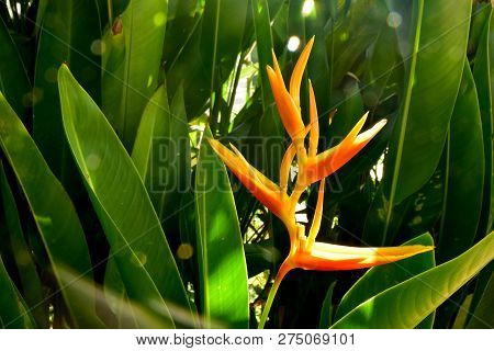 Yellow Heliconia Flowers With Green Leaves And Sun Aura