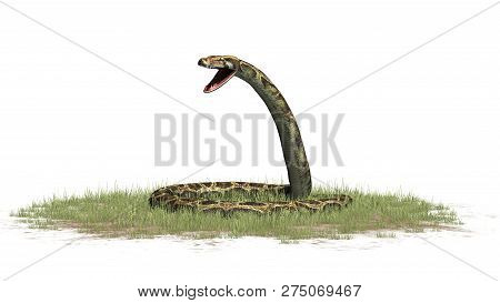 Python Snake In Green Grass - Isolated On White Background - 3d Illustration