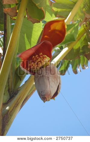 Banan Blossom