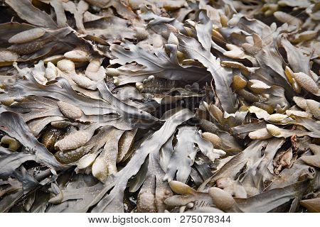 Bladder Wrack, Fucus Vesiculosus A Sea Algae From The Atlantic Ocean. Galicia Spain