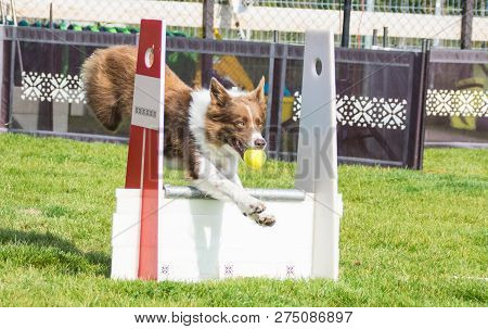 Red Border Collie On Flyball Czechschampionship In Prague