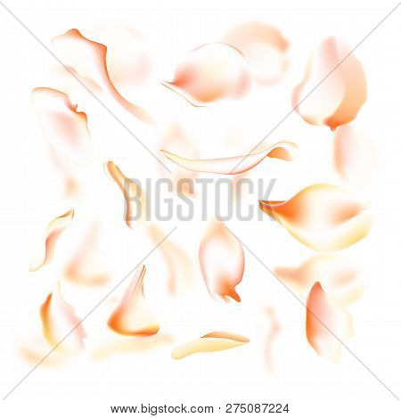 Vector Set Of Pink Falling Rose And Sakura Petals. Blurred Spring Blossom Petal Set With Decorative 