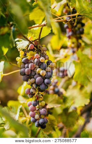 Bunch Of Green And Purple Grapes On The Vine With Leaves.