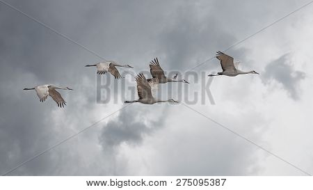 Sandhill Cranes Fly In A Skein Formation Across A Storm Cloud Filled Sky.