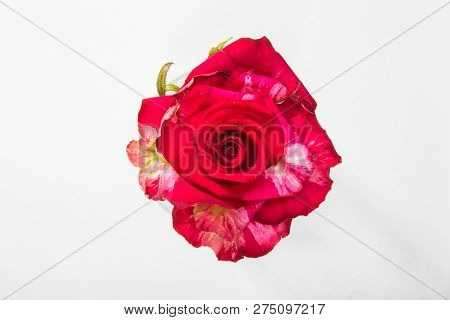 One Tiger Striped Red Rose Close-up, Bud View From All Macro On White Isolate Background